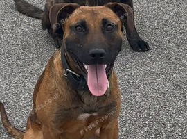 Bull herder male 10 months