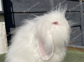 Beautiful Rew Lion Lop Boy