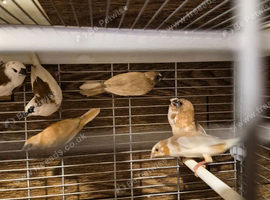 Bengalese finches