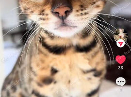 Bengal kitten for sale