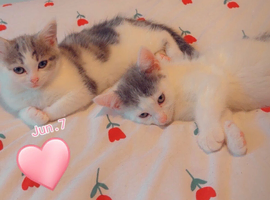 Kittens