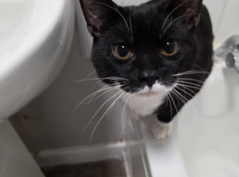 Black and white cat