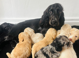 F1 cockapoo puppies