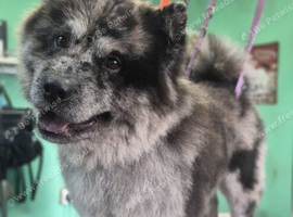 Male chow