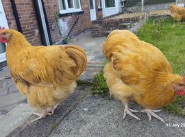 Pure Buff Orpington roosters