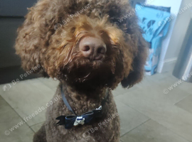Lagotto
