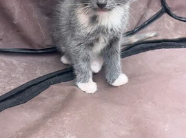 Beautiful x Russian blue kittens