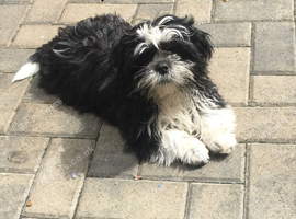 Puppy&rsquo;s for sale Shih Tzu 7 mixed litter