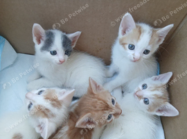 Beautiful kittens looking for there forever homes