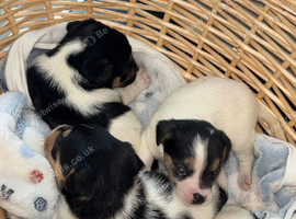 Jack Russell puppies for sale. READY NOW 1 GIRL LEFT AVAILABLE