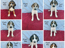 Beautiful beagle puppies for sale