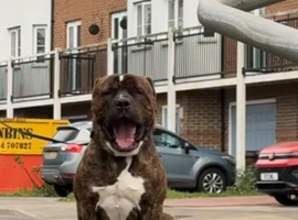 American bulldog x mastiff
