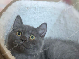 TICA British shorthair Kitten