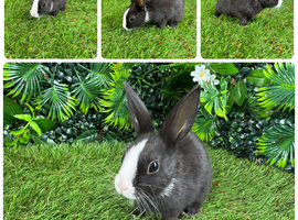 Dutch rabbit babies 8 weeks old