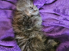 Half Maine Coon 12 weeks old female loves to love cuddles eats wet and dry food love milk and drink water