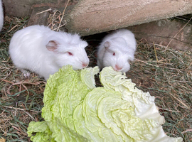 Ronnie and Reggie twin crested white boys