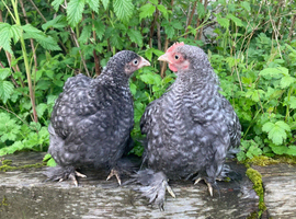 Pair of cuckoo Pekin bantams (gorgeous, tame and good temperament) - 8 weeks old