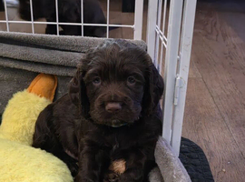 Beautiful Cocker Spaniel Puppies &ndash; 3 Boys & 4 Girls Ready From 4 June 2026
