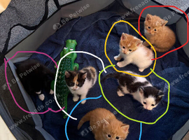 KITTENS