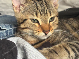 Beautiful 3/4 Bengal kitten