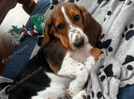 For sale basset hound 4mths