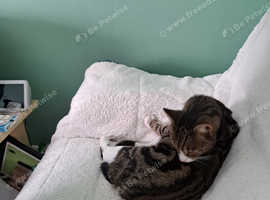 Domestic cat