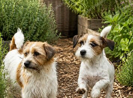 Loving Homes Wanted for Three Jack Russells