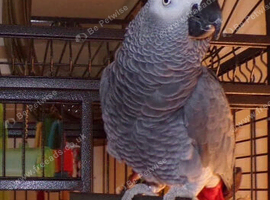 African grey super tame