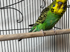 Beautiful Home Bred Young Budgies