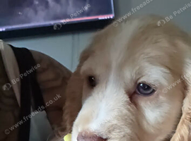Lemon roan cocker spaniel bitch 9 weeks old