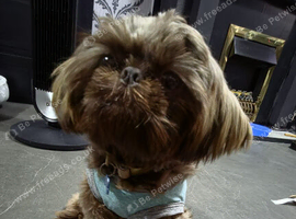 Beautiful imperial Shihtzu male 6 months