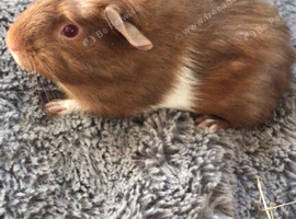 4 baby male guinea pigs