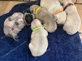 Only 2 female pugs left from litter of 5