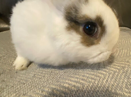 Sophie and lily need a home!