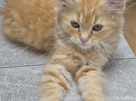 6 hypoallergenic Siberians