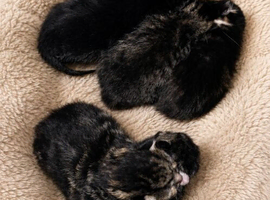 Kittens ready to be re-homed from July 17th