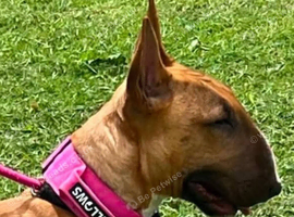 1yr old red bull terrier bitch