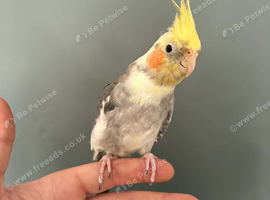 Handtame female cockatiel