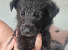 Working line german shepherds puppies