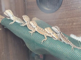 Baby bearded dragon