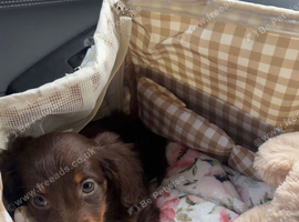 Long Bodies, Big Personalities  Dachshund Puppies Available