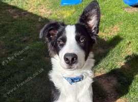 Cooper 7months old