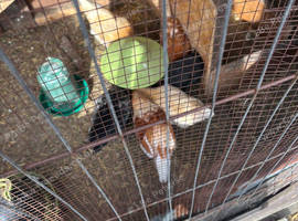 Chickens