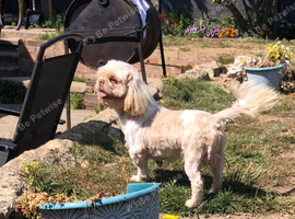 Male shih tzu