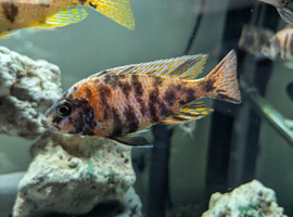 Male aulonacara cichlids