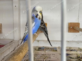Budgies