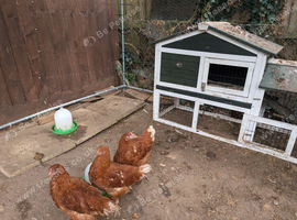 Warren hens, hutch and chicken run