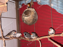 Zebra finches with cage available