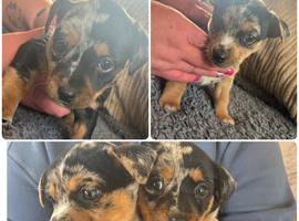 Jack Russell Blue Mearl