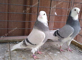 TOP QUALITY ROLLER PIGEONS